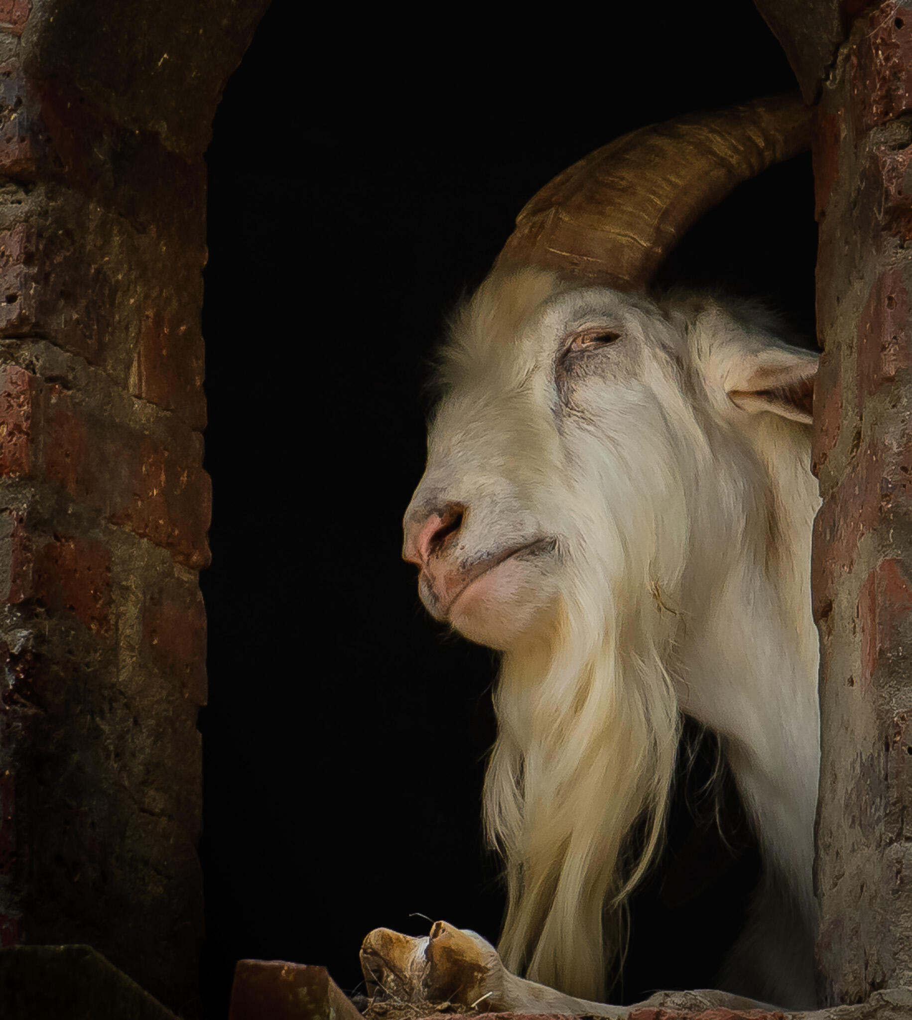 The Goat Father